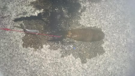 暑いので夜だけ行ってきました。