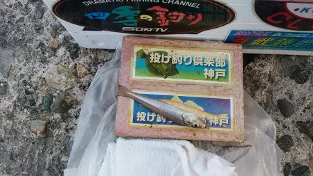 久々の播磨新島へキス釣査