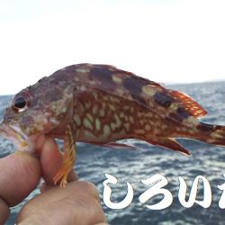 久しぶりに姫路港。コンテスト用の魚を釣りに。