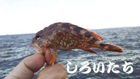 久しぶりに姫路港。コンテスト用の魚を釣りに。