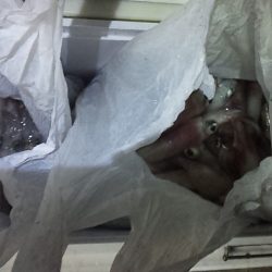 久しぶりの爆釣