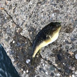 久しぶりにサビキ釣り