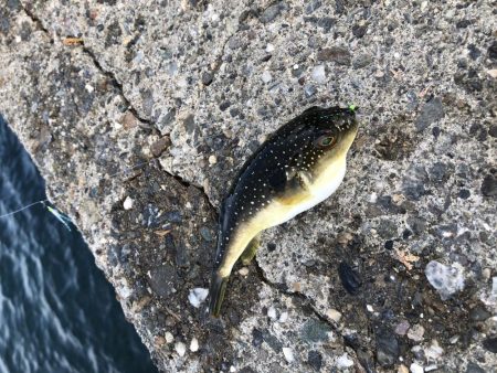 久しぶりにサビキ釣り