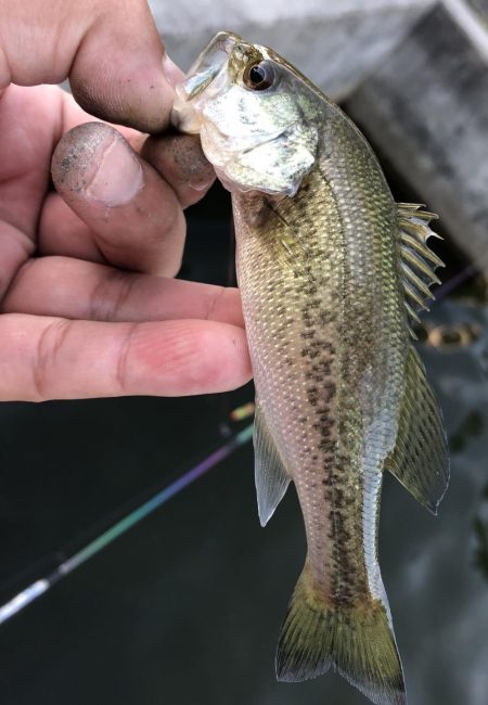 夏休み最後にバス釣り！
