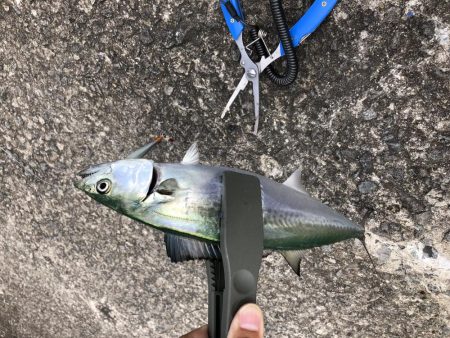 またまたまたまたサゴシオンリー