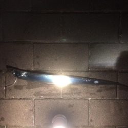 イカ、細タチ、何?