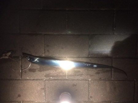 イカ、細タチ、何?