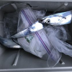 雨の前のタチウオ釣り