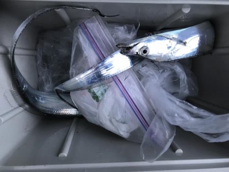 雨の前のタチウオ釣り