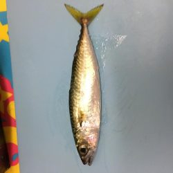 夕暮れの鯖とサッパ