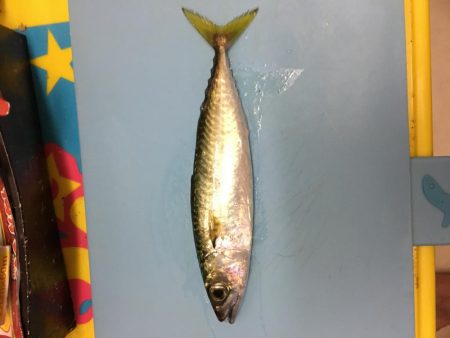 夕暮れの鯖とサッパ