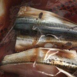 サゴシ ペンペン