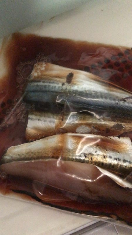 サゴシ ペンペン