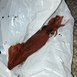 ライトエギング