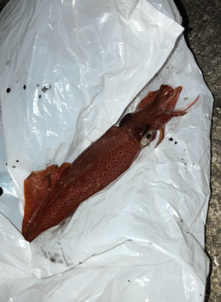 ライトエギング