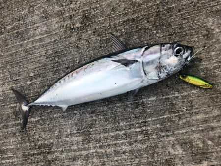 カゴ釣りでは爆釣〜メタルジグではボチボチ？…