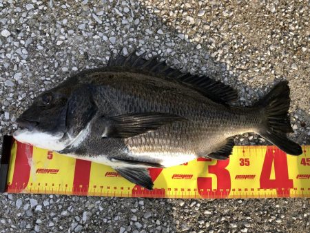 またまた夕マヅメ