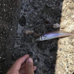 コロッケサイズのアオリイカ^_^