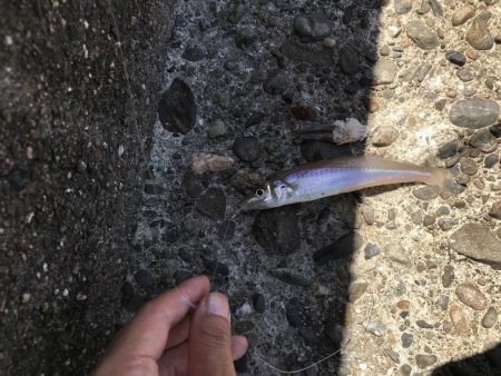 コロッケサイズのアオリイカ^_^