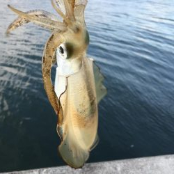 今日もエギング