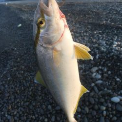 いつものサーフ