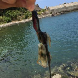 今日はシャロー