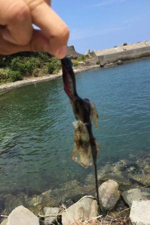 今日はシャロー