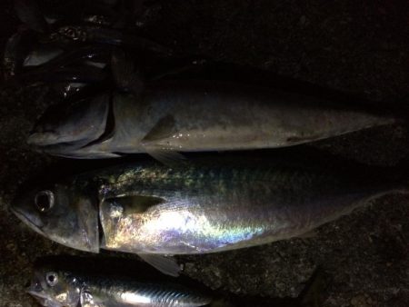 久しぶりの釣り