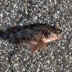 泳がせで初シーバス