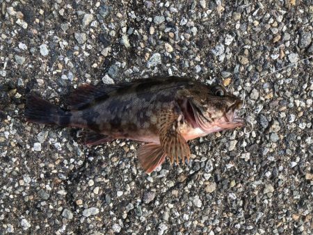 泳がせで初シーバス