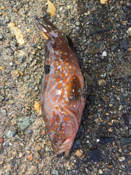 豆アジ、アコウ