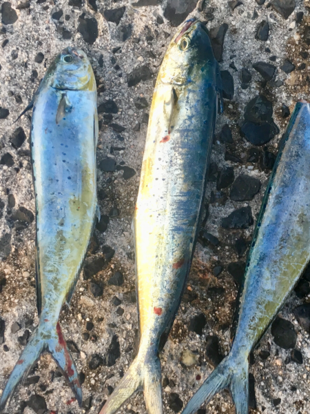 ショアジギング シイラ