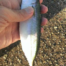 ジグサビキ爆発