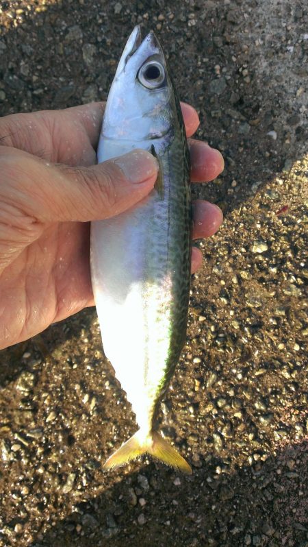 ジグサビキ爆発