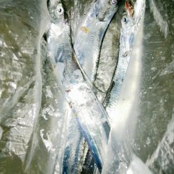 新子がきた～～！