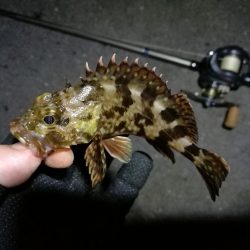 南港フェリーのヘチ釣り （小キビレと小ガシラ釣果だけっす。。）