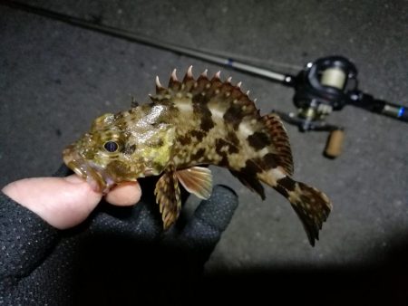 南港フェリーのヘチ釣り （小キビレと小ガシラ釣果だけっす。。）