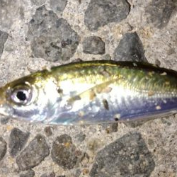 アジング釣法を試したくて