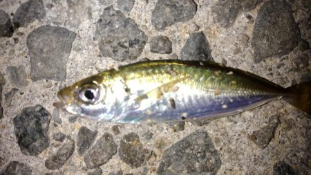 アジング釣法を試したくて