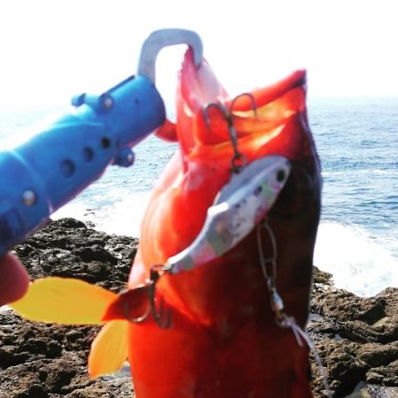 シイラどこよ？