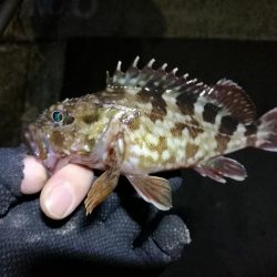 南港フェリーヘチ釣り (小真チヌ、小キビレとガシラ釣果