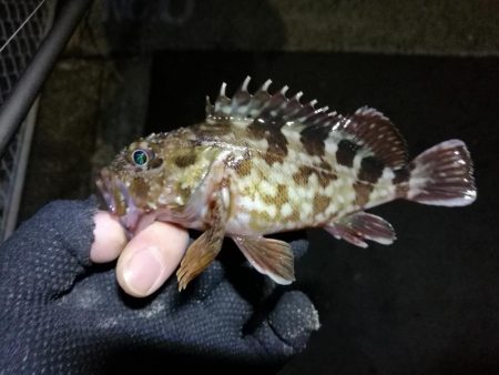 南港フェリーヘチ釣り (小真チヌ、小キビレとガシラ釣果