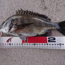 猛暑日は、日陰で