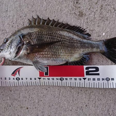 猛暑日は、日陰で