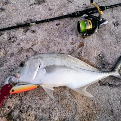 早朝3バイトでギンガメアジ、ワンヒット