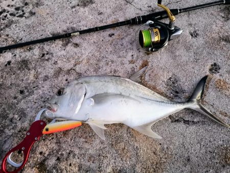 早朝3バイトでギンガメアジ、ワンヒット