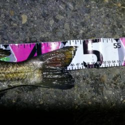 南港カモメ大橋ヘチ釣行 (真チヌ47cm! 釣果とその他)