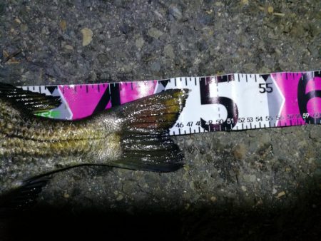 南港カモメ大橋ヘチ釣行 （真チヌ47ｃｍ！ 釣果とその他）