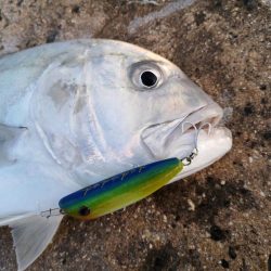 自作ポッパーでロウニンアジ