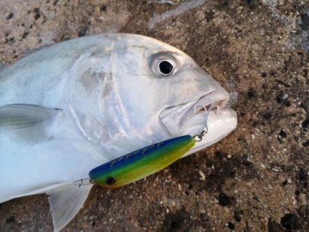 自作ポッパーでロウニンアジ